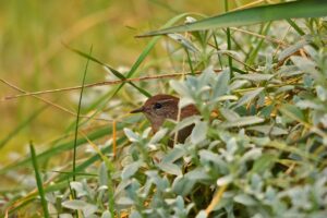 口臭治療の実績があるクリニックはどこですか？