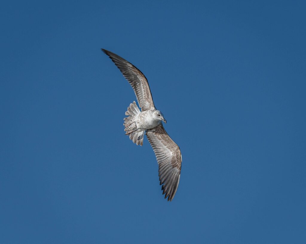 歯科医師が推奨する口臭対策に最適なガムは？