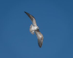 歯科医師が推奨する口臭対策に最適なガムは？