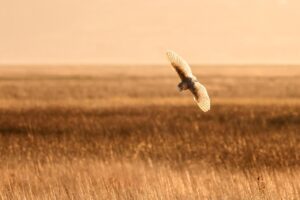 口臭対策に最適なタブレットを常備するべき理由は？