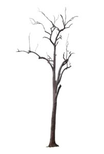 おすすめガムの種類とその効果は？