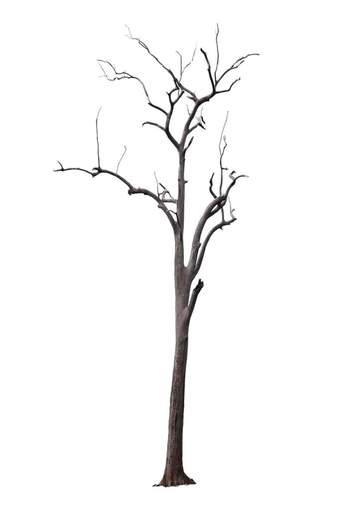 おすすめガムの種類とその効果は？