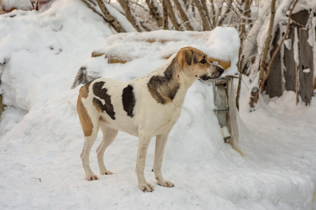 口臭予防に乳酸菌を取り入れる方法とは？