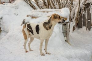 口臭予防に乳酸菌を取り入れる方法とは？