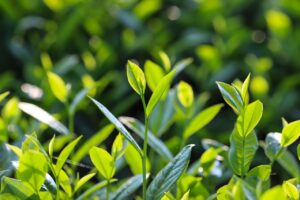 口臭予防に効果的な緑茶を飲むタイミングは？