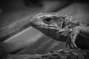 マウスウォッシュの口コミをもとにしたおすすめランキングは？