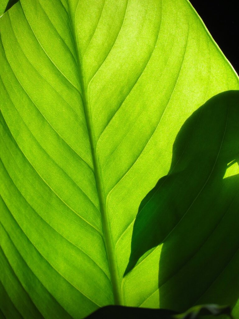 クロロフィルサプリで口臭を改善する方法は？