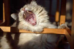 口臭の原因は歯石にあるのか？