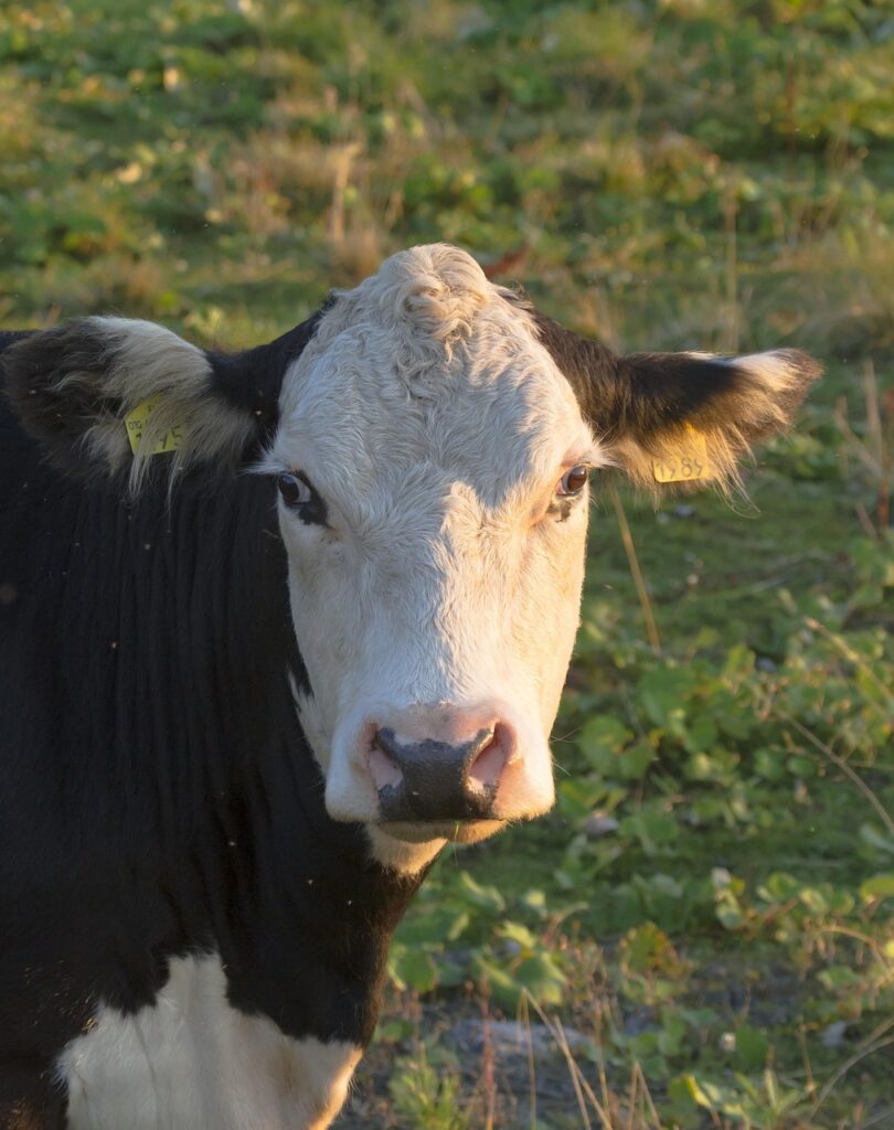 口臭の対策は胃由来の問題を解消することで改善できるのか？
