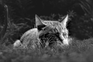 口臭が気になる人が知っておくべき睡眠不足の影響とは？