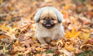 口臭対策に効果的なタブレットはどれ？