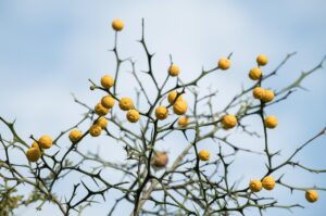 口臭を解消するためのデンタルフロスの先端はどれが効果的？